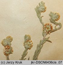 Filago vulgaris (nicennica niemiecka)