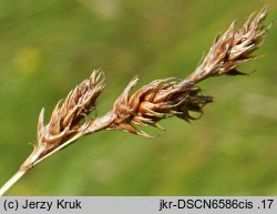 Carex praecox (turzyca wczesna)