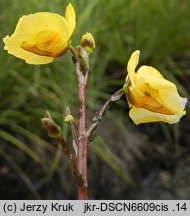 Utricularia australis (pływacz zachodni)