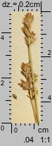 Carex heleonastes (turzyca torfowa)