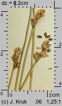 Carex heleonastes (turzyca torfowa)