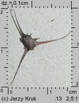 Ceratophyllum platyacanthum (rogatek skrzydełkowaty)