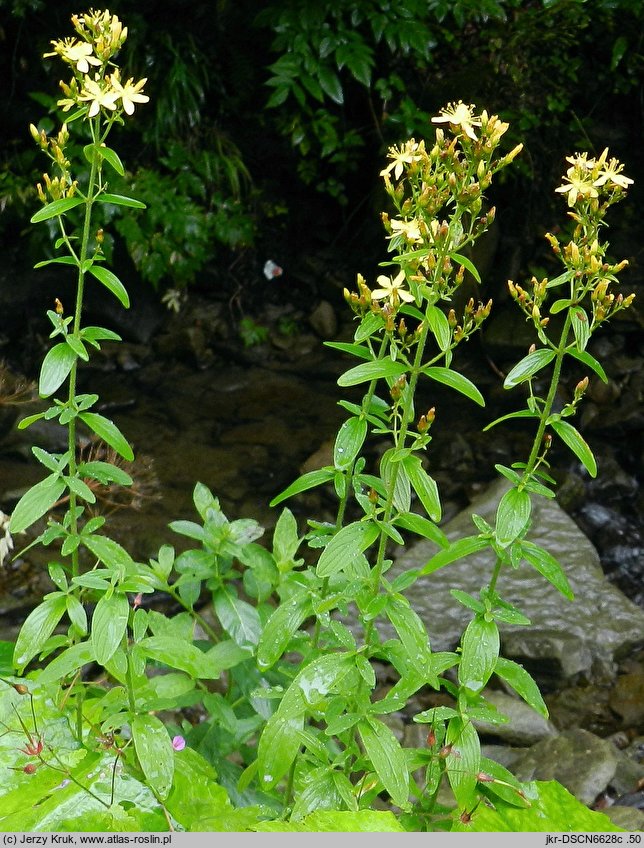 Hypericum hirsutum (dziurawiec kosmaty)