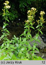 Hypericum hirsutum (dziurawiec kosmaty)