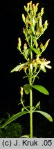 Hypericum hirsutum (dziurawiec kosmaty)