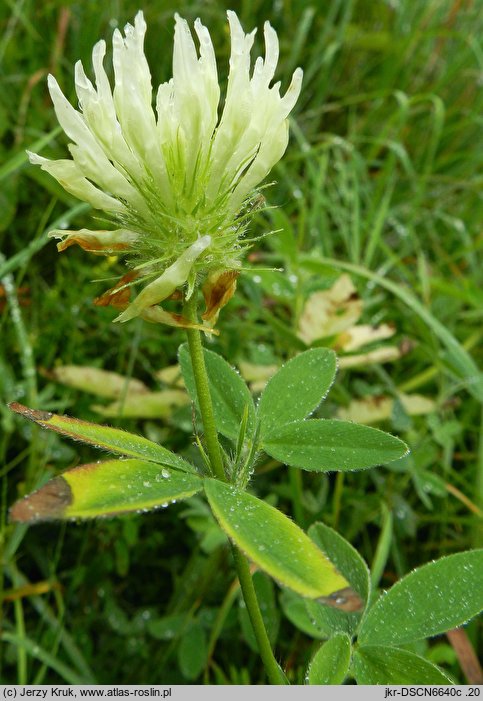 Trifolium pannonicum (koniczyna pannońska)