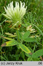 Trifolium pannonicum (koniczyna pannońska)