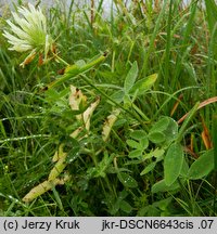 Trifolium pannonicum (koniczyna pannońska)