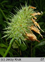 Trifolium pannonicum (koniczyna pannońska)