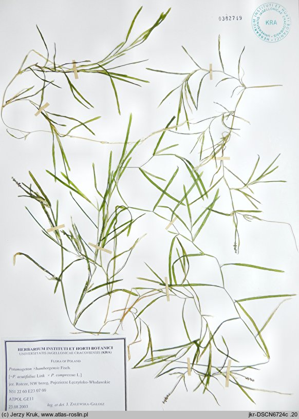 Potamogeton ×bambergensis (rdestnica bamberska)