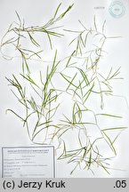 Potamogeton ×bambergensis (rdestnica bamberska)