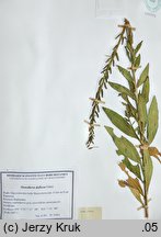 Oenothera deflexa (wiesiołek odgięty)