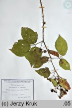 Rubus clusii (jeżyna Kluzjusza)