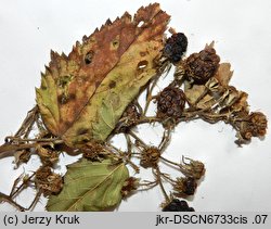 Rubus clusii (jeżyna Kluzjusza)