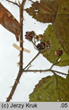 Rubus clusii (jeżyna Kluzjusza)