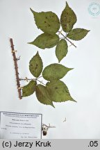 Rubus clusii (jeżyna Kluzjusza)