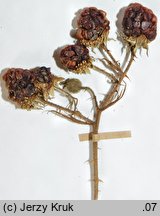 Rubus clusii (jeżyna Kluzjusza)