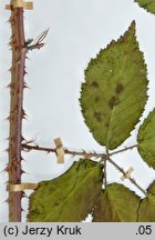 Rubus clusii (jeżyna Kluzjusza)