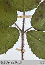 Rubus clusii (jeżyna Kluzjusza)