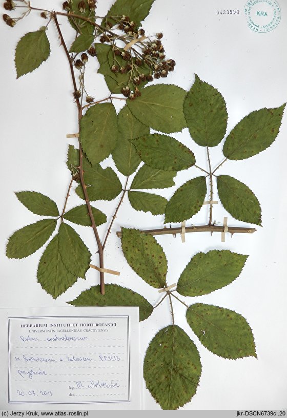 Rubus austroslovacus (jeżyna słowacka)