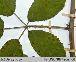 Rubus austroslovacus (jeżyna słowacka)