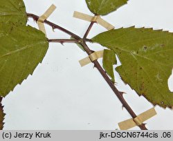 Rubus austroslovacus (jeżyna słowacka)