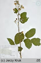 Rubus austroslovacus (jeżyna słowacka)