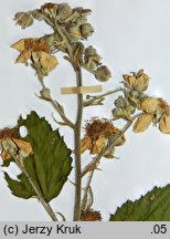 Rubus austroslovacus (jeżyna słowacka)