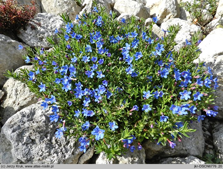 Lithodora diffusa (litodora rozpostarta)