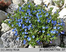 Lithodora diffusa (litodora rozpostarta)