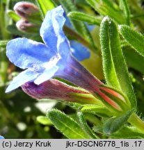 Lithodora diffusa (litodora rozpostarta)