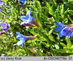 Lithodora diffusa (litodora rozpostarta)