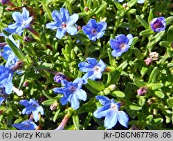 Lithodora diffusa (litodora rozpostarta)