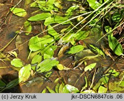 Potamogeton polygonifolius (rdestnica podługowata)