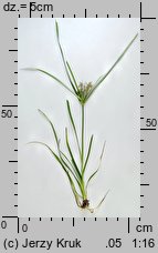 Cyperus esculentus (cibora jadalna)