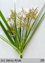 Cyperus esculentus (cibora jadalna)