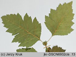 Crataegus altaica (głóg ałtajski)