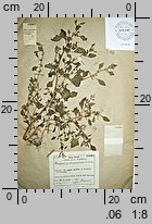 Chenopodium botryodes (komosa solniskowa)