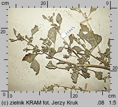 Chenopodium botryodes (komosa solniskowa)