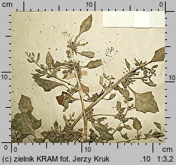Chenopodium botryodes (komosa solniskowa)