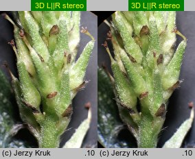 Salix bicolor (wierzba dwubarwna)