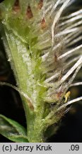 Salix aurita (wierzba uszata)