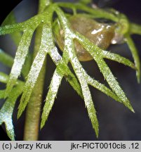 Utricularia intermedia (pływacz średni)