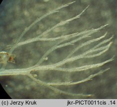 Utricularia australis (pływacz zachodni)