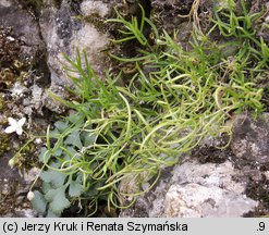 Moehringia muscosa (możylinek mchowaty)