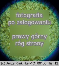Utricularia vulgaris (pÅ‚ywacz zwyczajny)