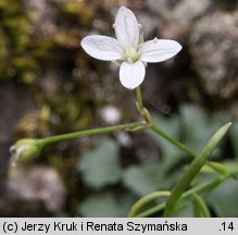 Moehringia muscosa (możylinek mchowaty)