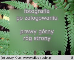 Dryopteris affinis