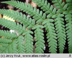 Dryopteris affinis