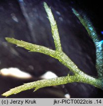 Utricularia ochroleuca (pływacz krótkoostrogowy)